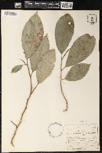 Poulsenia armata image