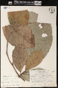 Poulsenia armata image
