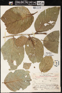 Poulsenia armata image