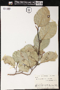 Poulsenia armata image