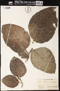 Poulsenia armata image