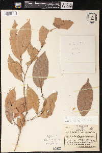 Pseudolmedia laevigata image