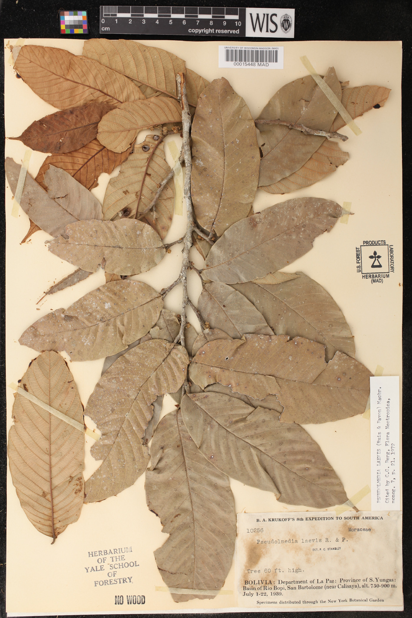 Pseudolmedia laevis image