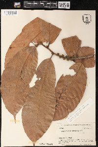 Pseudolmedia macrophylla image