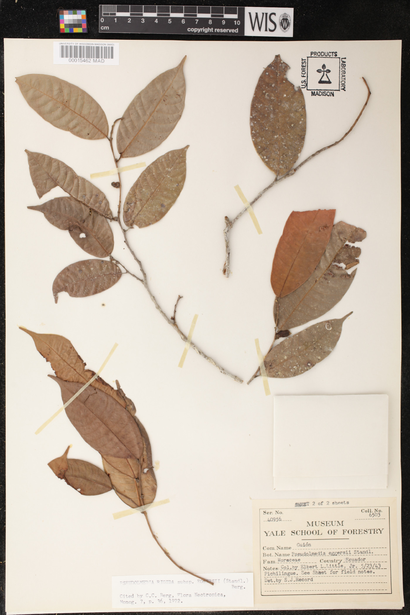 Pseudolmedia rigida subsp. eggersii image
