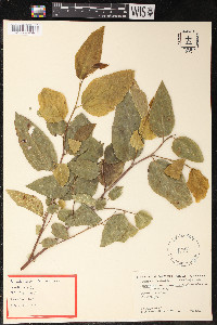 Pseudomorus brunoniana image