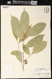 Sorocea affinis image