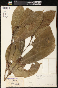 Sorocea affinis image
