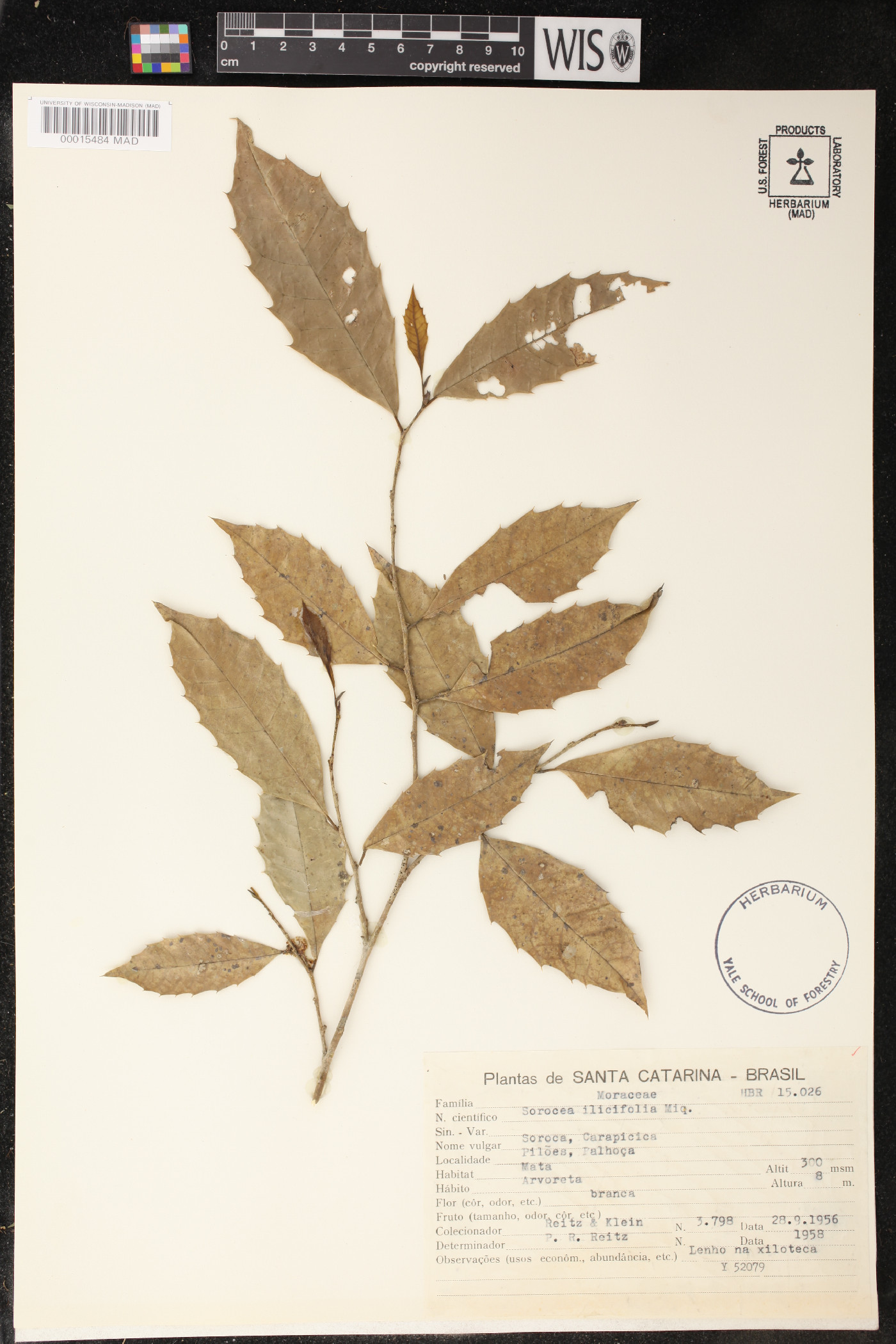 Sorocea hilarii image