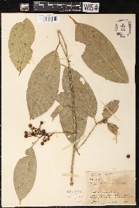 Sorocea trophoides image