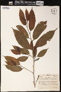 Sorocea pubivena image