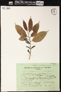 Sorocea pubivena image