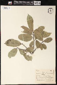 Trophis racemosa image