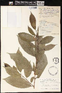 Trophis racemosa image