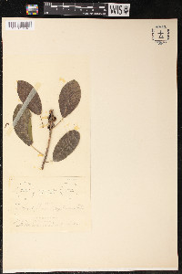 Ficus pertusa image