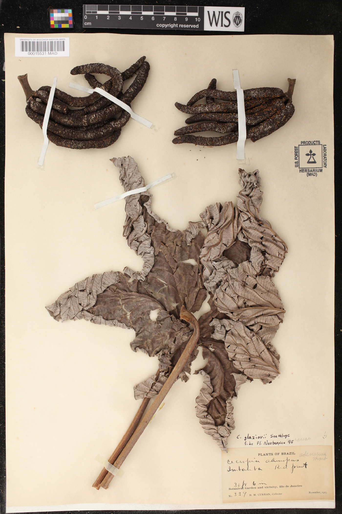 Cecropia glaziovii image