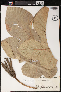 Cecropia polystachya image
