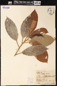 Coussapoa contorta image