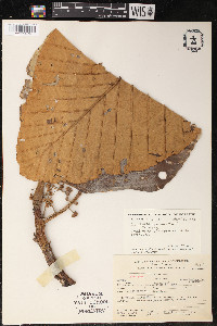 Coussapoa villosa image