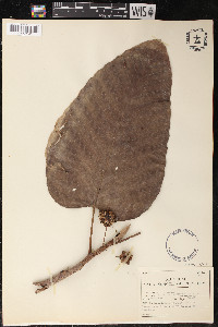 Coussapoa villosa image