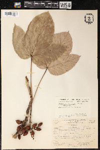 Pourouma bicolor image