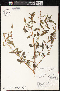 Boehmeria ramiflora image