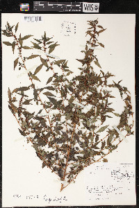 Boehmeria ramiflora image