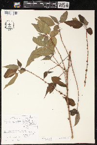 Boehmeria ramiflora image