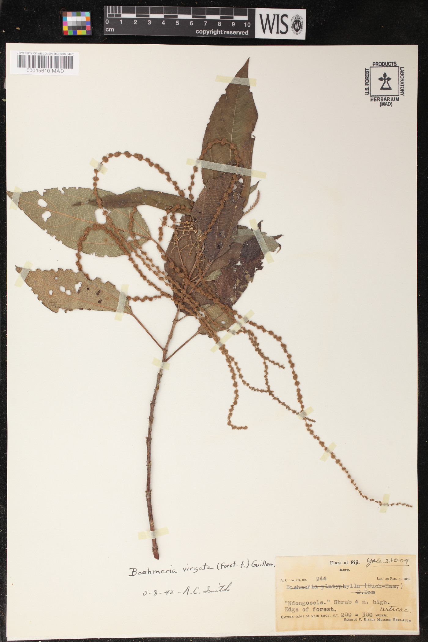 Boehmeria virgata image