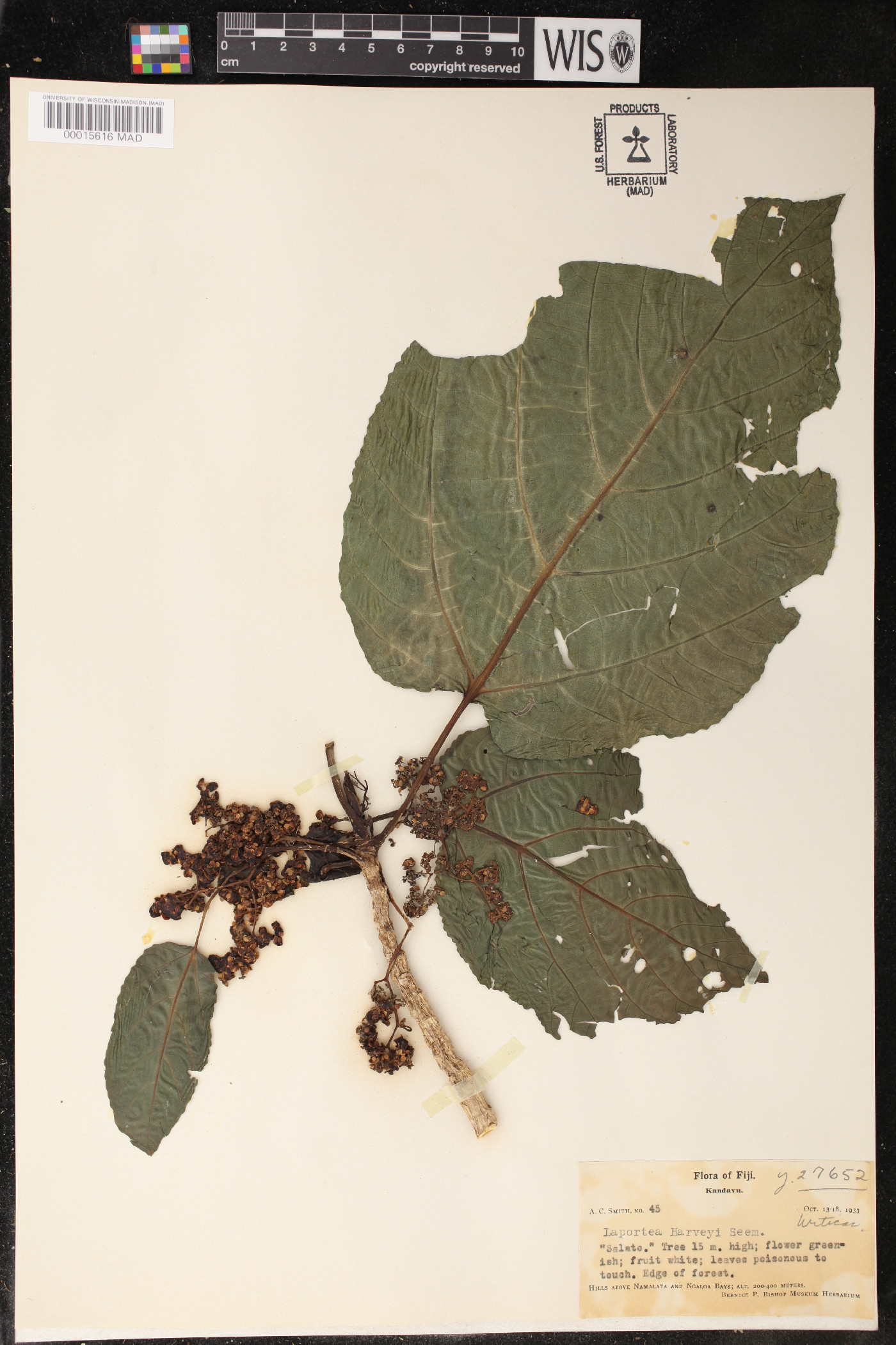 Dendrocnide harveyi image