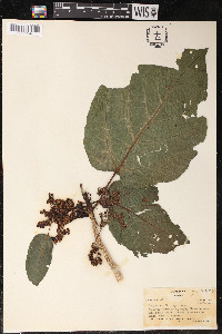 Dendrocnide harveyi image