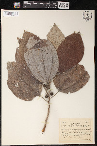 Leucosyke javanica image