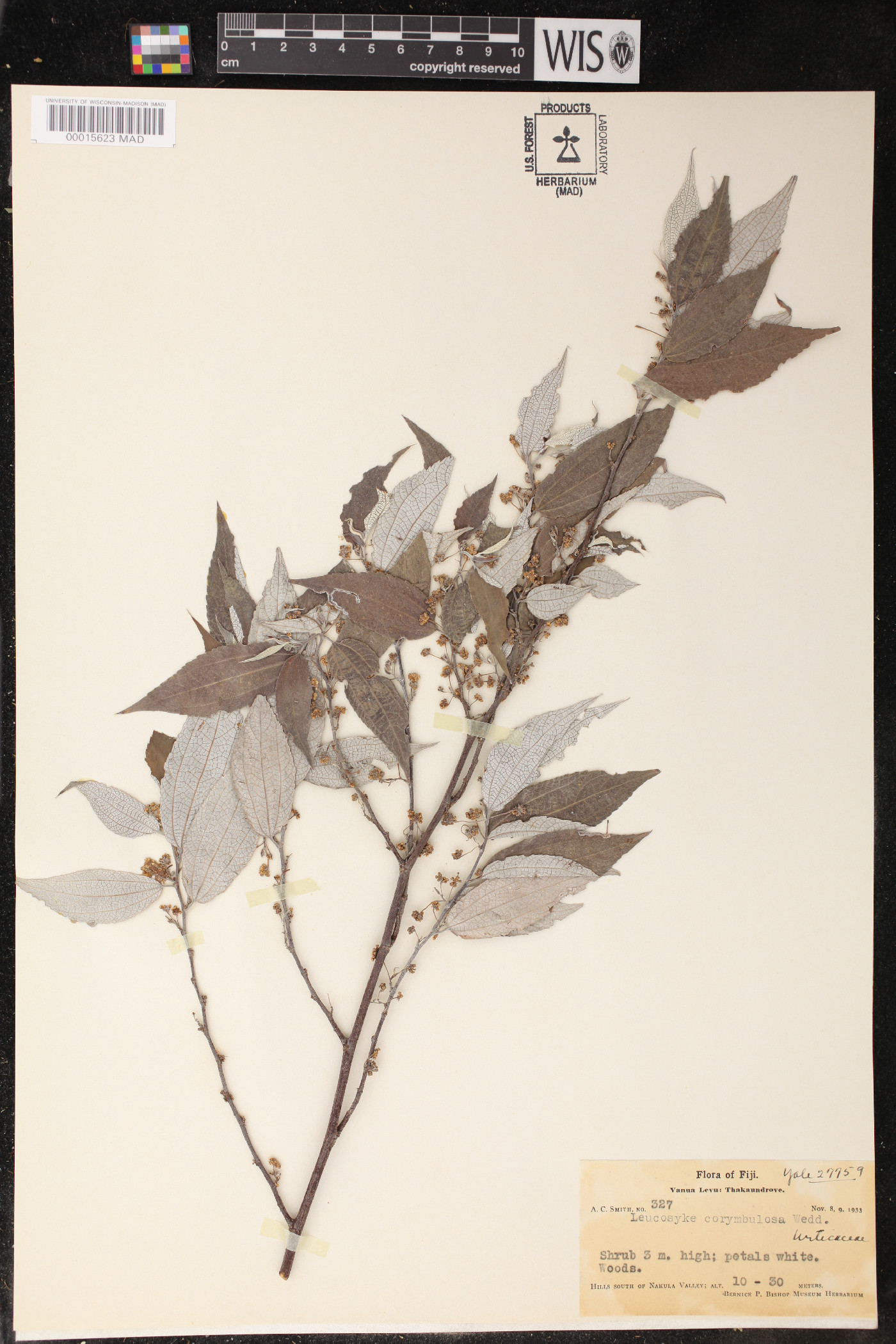 Leucosyke corymbulosa image