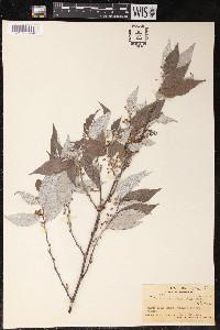 Leucosyke corymbulosa image