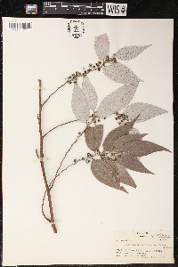 Leucosyke corymbulosa image