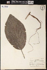 Myriocarpa yzabalensis image