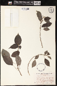 Neraudia melastomifolia image
