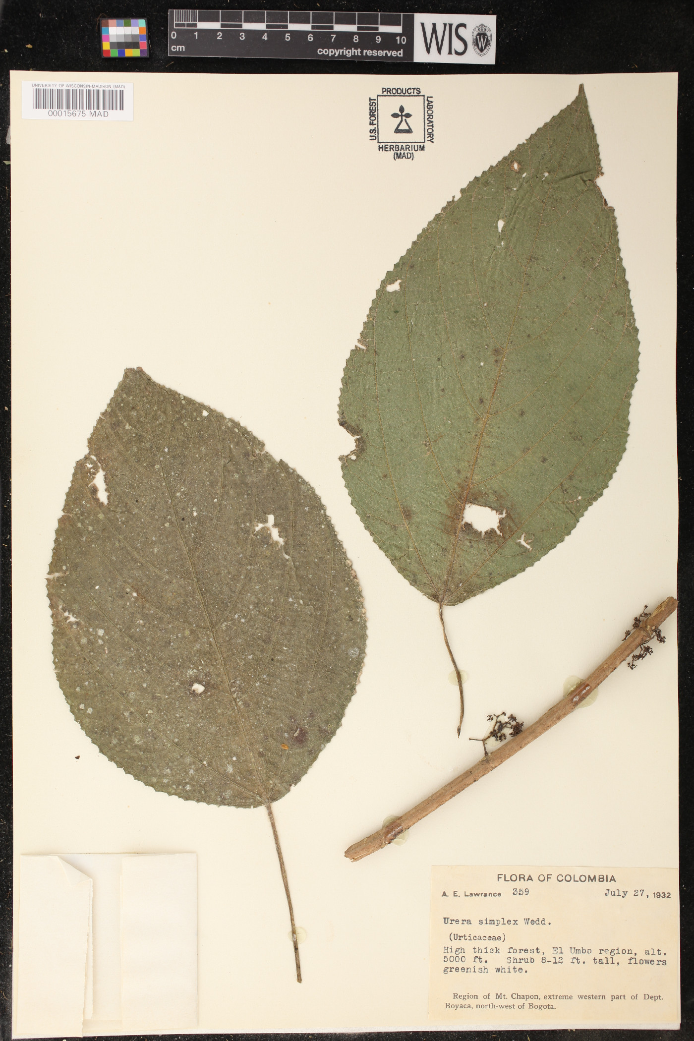 Urera simplex image