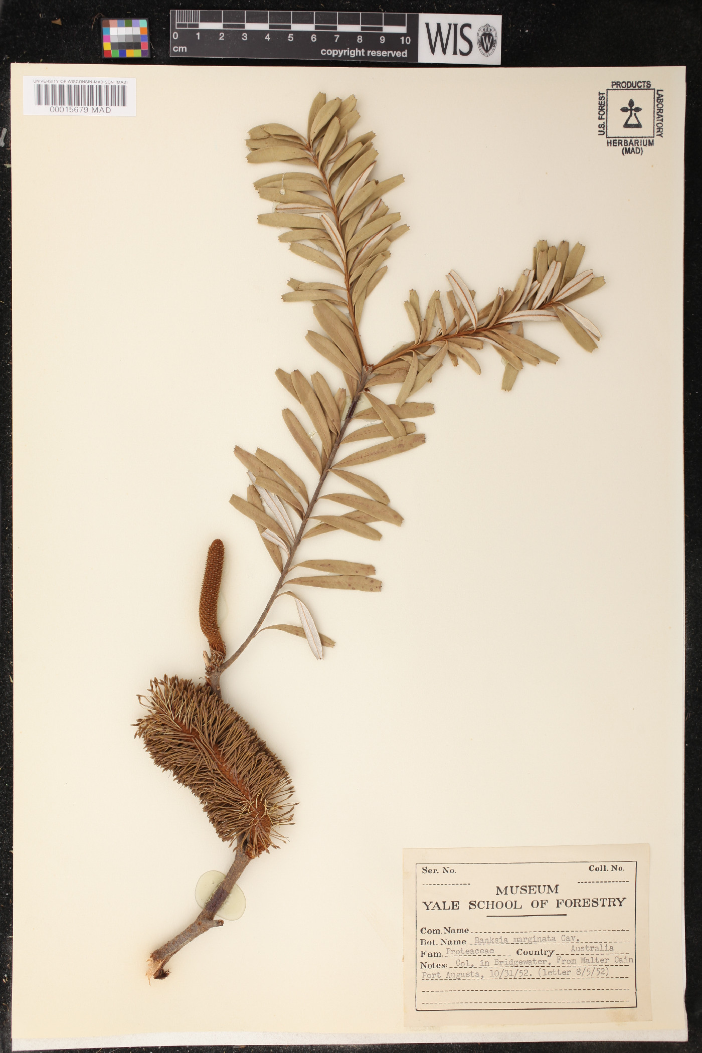 Banksia marginata image