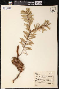 Banksia marginata image