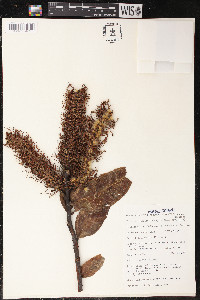 Faurea rochetiana image