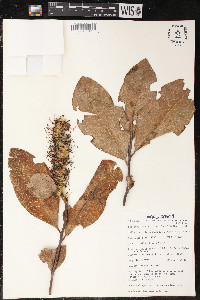 Faurea rochetiana image