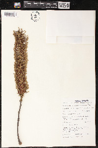 Faurea rochetiana image