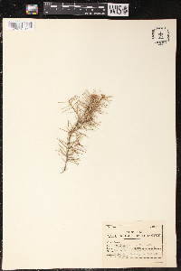 Grevillea parviflora image