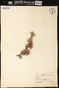 Grevillea huegelii image