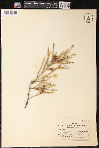 Hakea leucoptera image