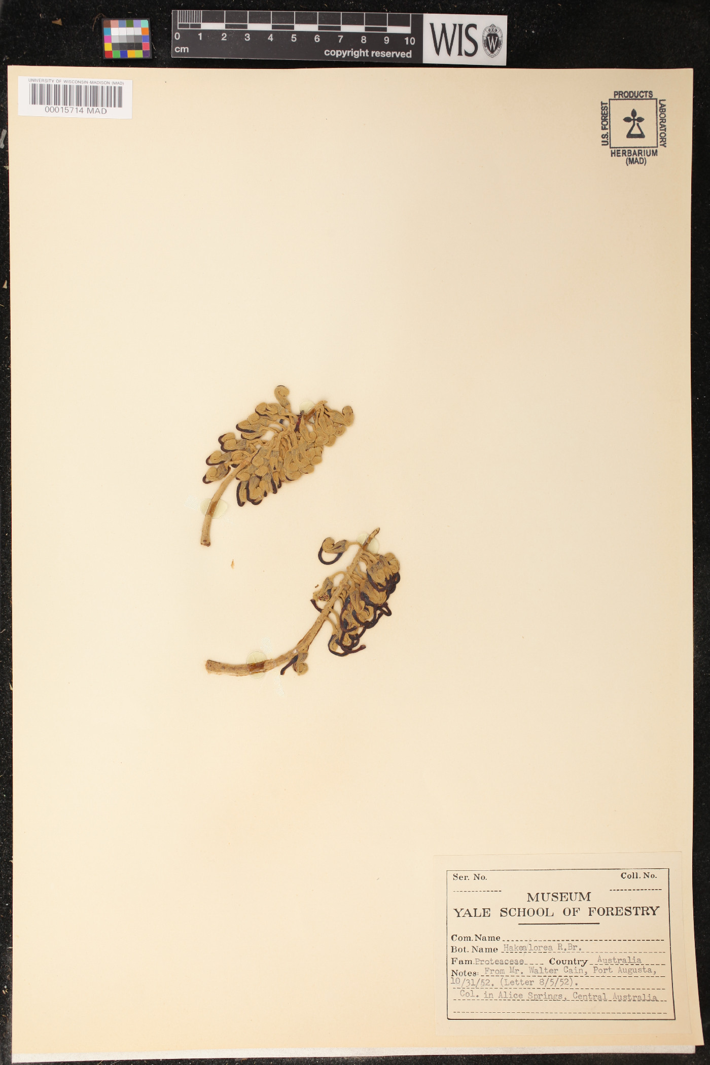 Hakea lorea image