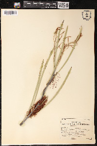 Hakea multilineata image