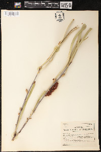 Hakea multilineata image