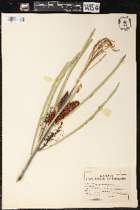 Hakea multilineata image